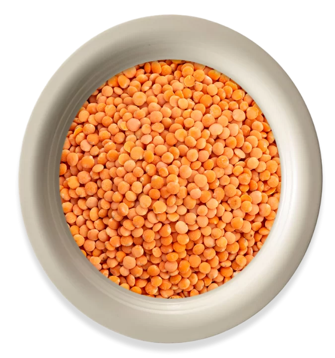 Lentil